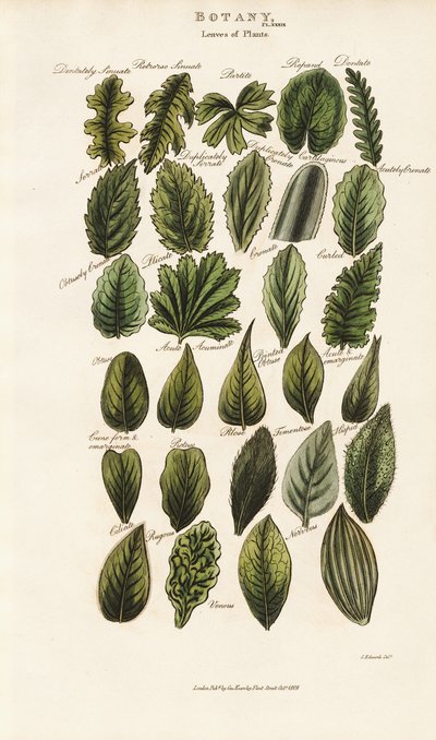 Leaf Margins and Structures in Botanical Morphology by Sydenham Teast Edwards