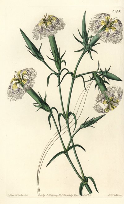 Lebanon carnation (species in danger) - Pink of Lebanon, Dianthus libanotis. Endangered species. Handcoloured copperplate engraving by S. Watts after an illustration by Miss Sarah Drake from Sydenham Edwards