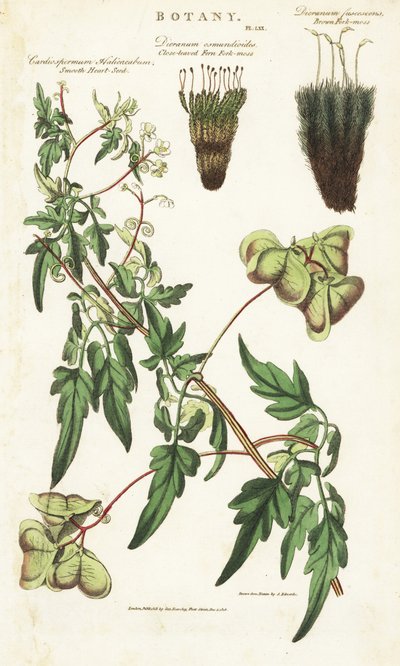 Liane heart of India or peas de coeur et deux variete de mousses - Balloon plant or smooth heart-seed, Cardiospermum halicacabum, close-leaved fern fork-moss, Dicranum osmundioides, and brown fork-moss, Dicranum fuscescens. by Sydenham Teast Edwards