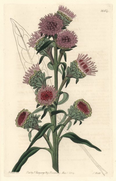 Liatris by Sydenham Teast Edwards