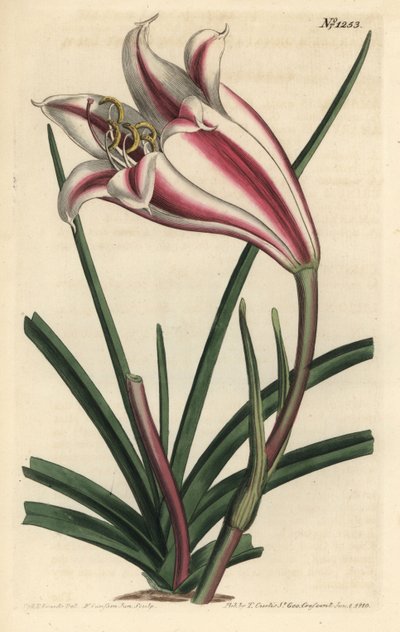 Cape coast lily, Crinum ornatum (Amaryllis ornata). by Sydenham Teast Edwards
