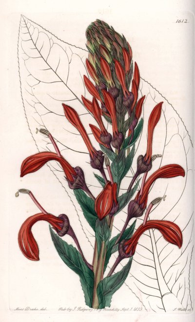 Lobelia variete (or cardinal) from Chile - Engraved by S.Watts, from an illustration by Sarah Anne Drake, from the Botanical Register of Sydenham Edwards by Sydenham Teast Edwards
