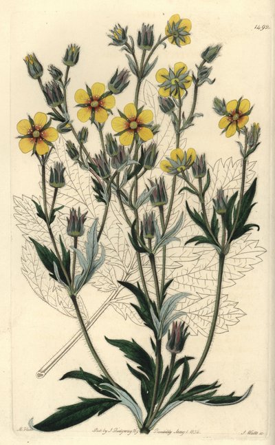 Long-leaved Cinquefolia Variety by Sydenham Teast Edwards