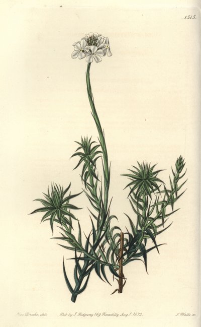 Long-leaved Sphenotoma from Sydenham Edwards