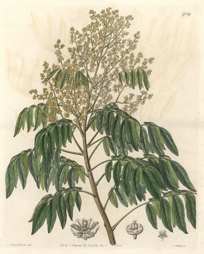 Longanier, originally from China - S. Watts strong water from an illustration by Sarah Anne Drake, from the Botanical Register by Sydenham Teast Edwards