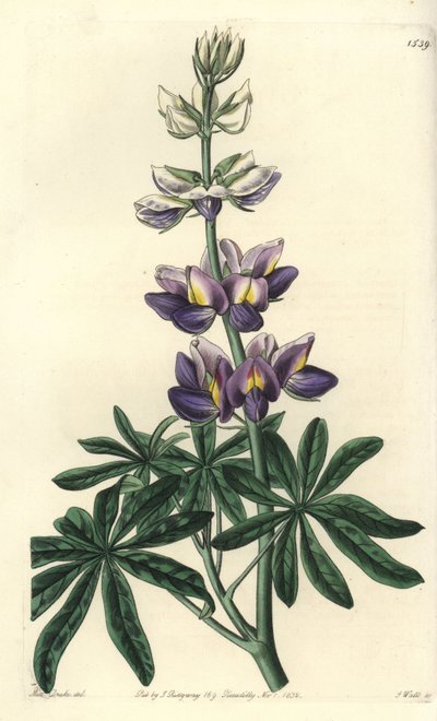 Lupin - Changeable lupinus, Lupinus mutabilis. Handcoloured copperplate engraving by S. Watts after an illustration by Miss Sarah Drake from Sydenham Edwards