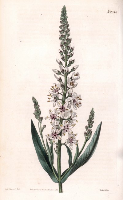 Silver Loosestrife by Sydenham Teast Edwards