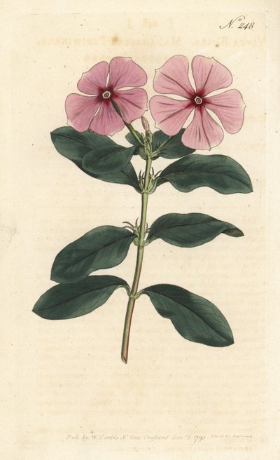 Madagascar Periwinkle by Sydenham Teast Edwards