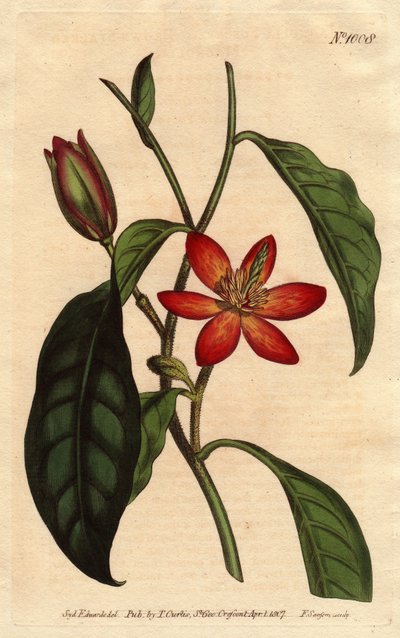 Magnolia with brown stem and orange flowers, native to China by Sydenham Teast Edwards