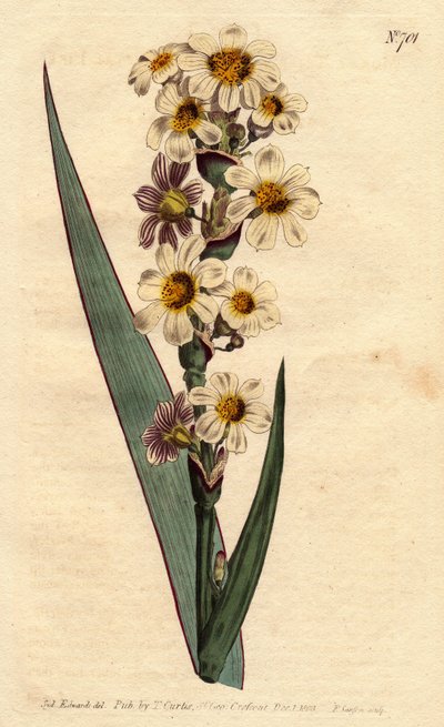 Marica with White, Yellow Streaked Flowers and Purple Lines. Marica striata. Handcoloured copperplate engraving from Sydenham Edwards