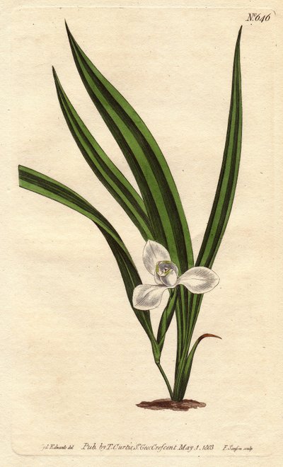 Marsh Marica with Small White Flowers and Narrow Striped Leaves. Marica paludosa. Handcoloured copperplate engraving from Sydenham Edwards