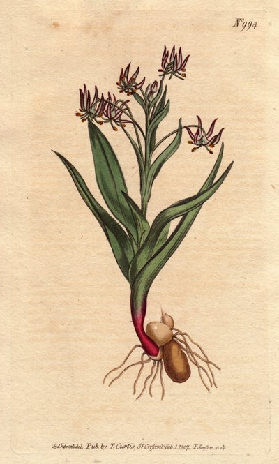 Branching Melanthium with Many Small Lilac Flowers, Bulbs, and Root Structure by Sydenham Teast Edwards