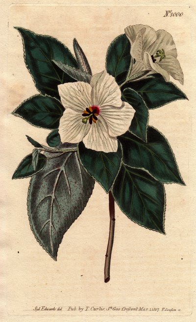 Melhania Saint Helena with white flowers. St. Helena Red wood with white flowers. Melhania erythroxylon. Handcoloured copperplate engraving from a botanical illustration by Sydenham Edwards from William Curtis