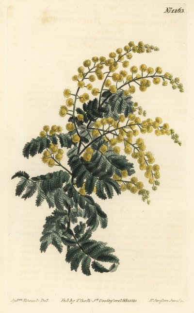 Downy Wattle by Sydenham Teast Edwards