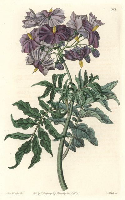 Morelle (Solanum), Native of Chile - Strong Water by S. Watts from an Illustration by Sarah Anne Drake, from the Botanical Register by Sydenham Teast Edwards