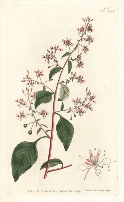 Mosquito Flower from William Curtis