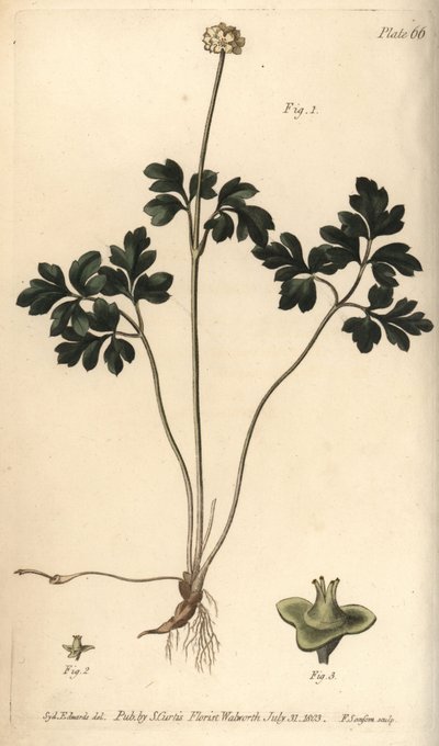 Muskroot from William Curtis
