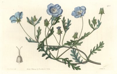 Namophila Maculata, Originally from California - Engraved by S. Watts, from an illustration by Sarah Anne Drake, from the Botanical Register by Sydenham Teast Edwards