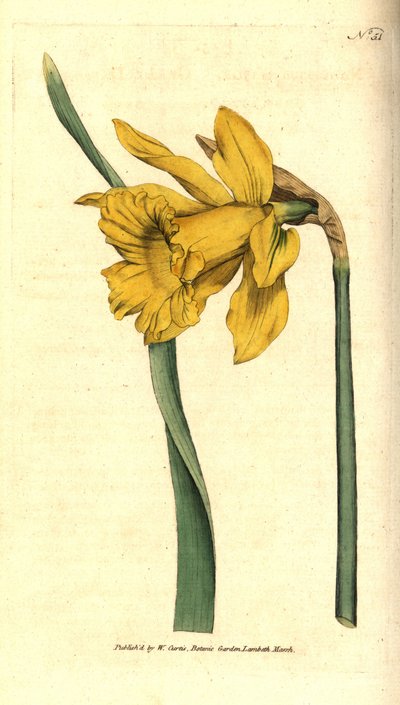 Narcissus - Spanish Daffodil by Sydenham Teast Edwards