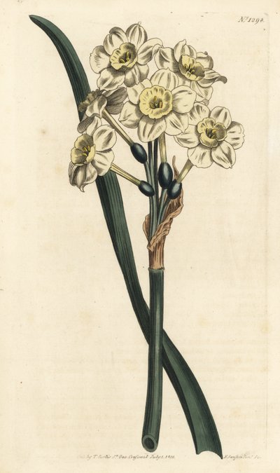 Narcissus a bouquet - Bunch-flowered daffodil, Narcissus tazetta (Pale-cupped white garden narcissus; Narcissus orientalis) - Handcoloured copperplate engraving by F. Sansom Jr. after an illustration by Sydenham Edwards from William Curtis