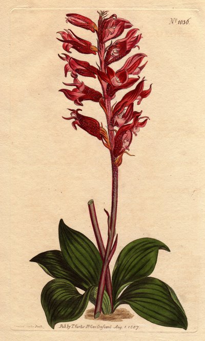 Neottie Orchid with Frost Flower, Pink and Crimson Colour, Native to Jamaica by Sydenham Teast Edwards