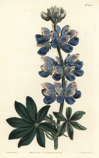 Nootka-Sound lupin, Lupinus nootkatensis. by Sydenham Teast Edwards