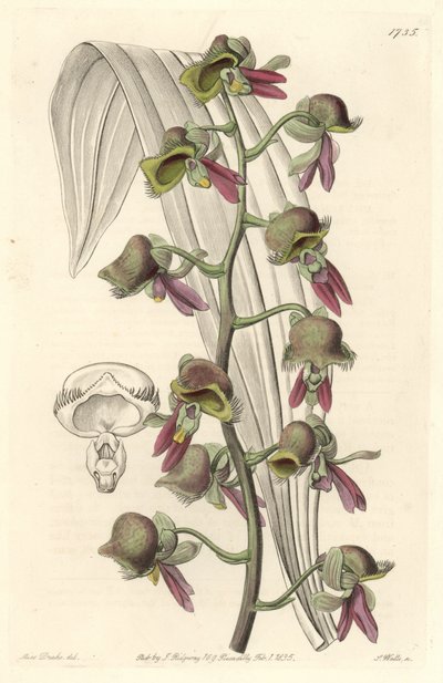 Orchid Catasetum, Two-tone Flowers, Native of Guiana by Sydenham Teast Edwards