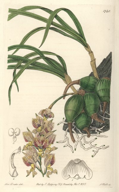 Orchid Grobya, with Yellow and Purple Flowers, Native of Brazil by Sydenham Teast Edwards