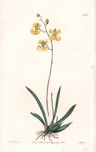 Orchid: Variety Tolumnia Guianensis, Endemic to Haiti and Santo Domingo - Plate Engraved by S. Watts, from an Illustration by Sarah Anne Drake, from the Botanical Register of Sydenham Edwards by Sydenham Teast Edwards