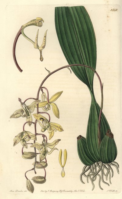 Orchid Variety Cirrhaea - Loddiges