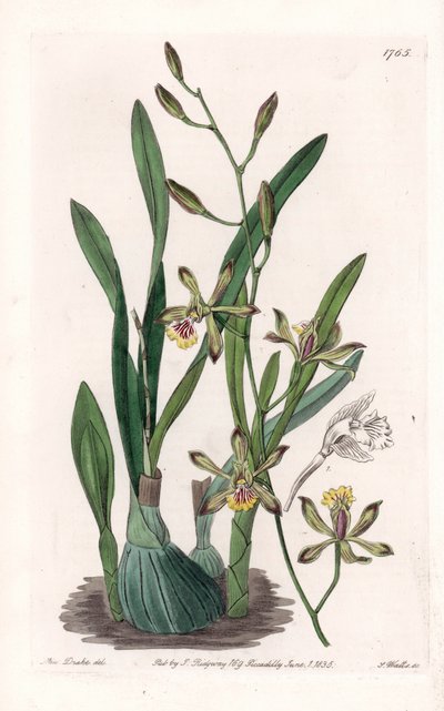 Orchid: Epidendrum Gracile - Engraved by S. Watts, from an illustration by Sarah Anne Drake, from the Botanical Register of Sydenham Edwards by Sydenham Teast Edwards