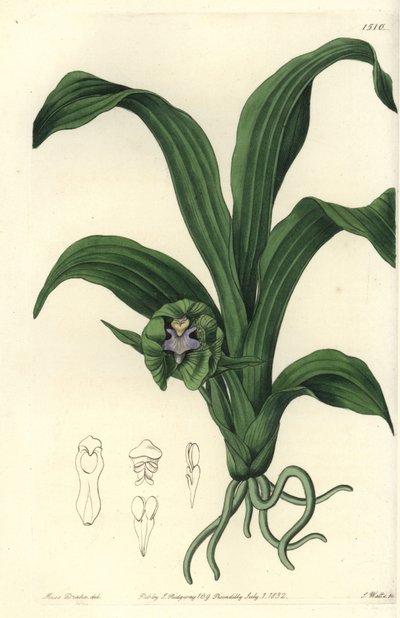 Orchid variety by Sydenham Teast Edwards