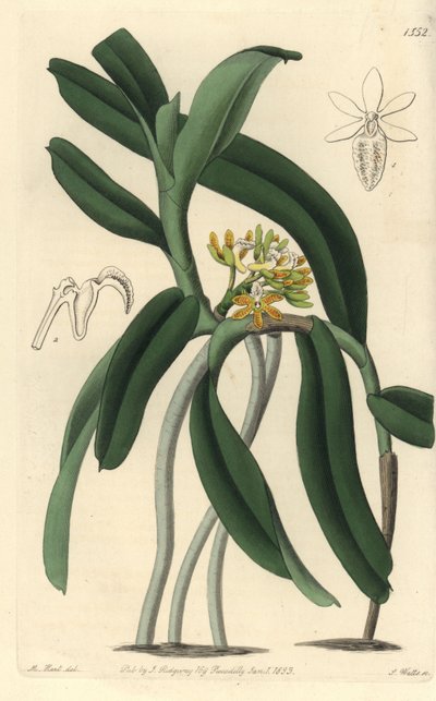 Saccolabium Orchid from Sydenham Edwards