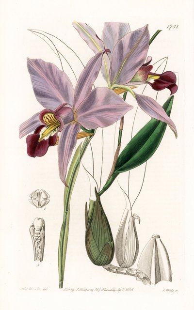 Orchid: Variety of Laelia - Plate Engraved by S. Watts, from an Illustration by Sarah Anne Drake, from the Botanical Register of Sydenham Edwards by Sydenham Teast Edwards