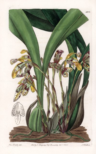 Orchid: Variety of Maxillaria, Native to South America by Sydenham Teast Edwards