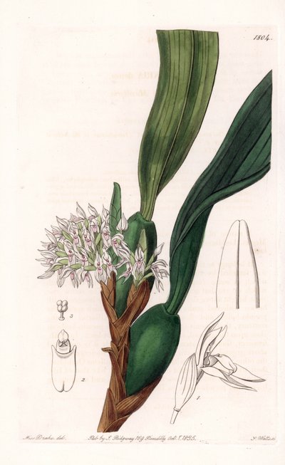Orchid: Variety of Maxillaria, Native to South America - Plate Engraved by S. Watts, from an Illustration by Sarah Anne Drake, from the Botanical Register of Sydenham Edwards by Sydenham Teast Edwards