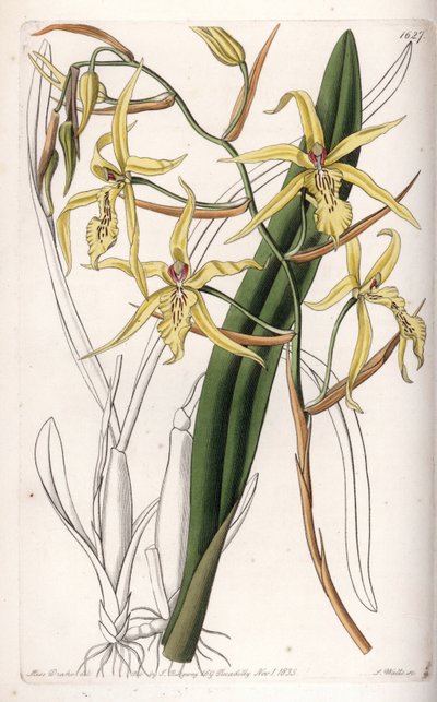 Orchid: variety of miltonia - Engraved by S.Watts, from an illustration by Sarah Anne Drake, from the Botanical Register of Sydenham Edwards by Sydenham Teast Edwards