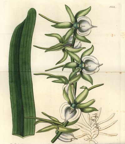 Orchid Variety of the Indian Ocean Islands - Ivory Angraecum Orchid by Sydenham Teast Edwards