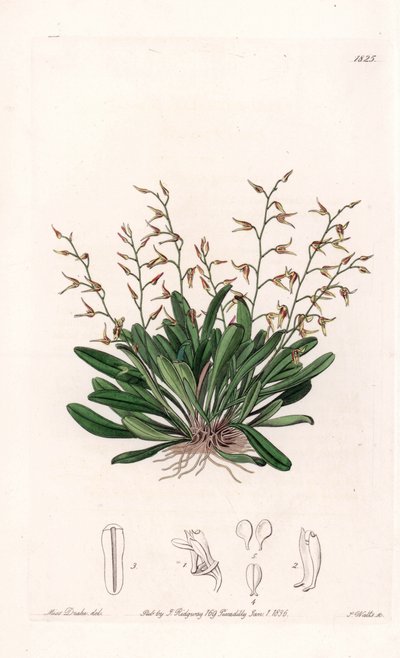 Orchid: Variety of Epidendre by Sydenham Teast Edwards
