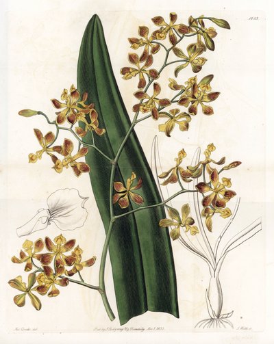 Orchid: variety of epidendrum - Engraved by S.Watts, from an illustration by Sarah Anne Drake, from the Botanical Register of Sydenham Edwards by Sydenham Teast Edwards
