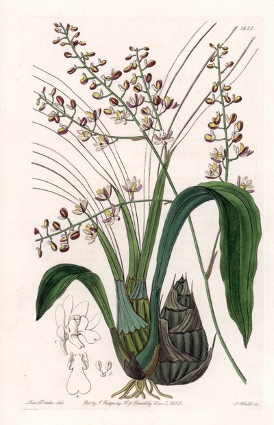 Orchid: Variety of Eulophia - Plate Engraved by S. Watts, from an Illustration by Sarah Anne Drake, from the Botanical Register of Sydenham Edwards by Sydenham Teast Edwards