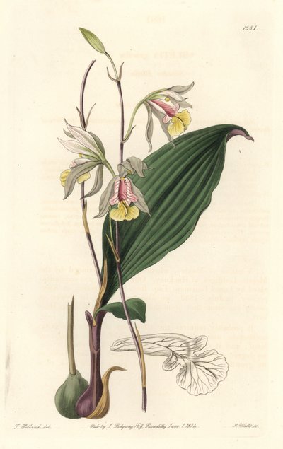 Orchid: American Bletia by Sydenham Teast Edwards
