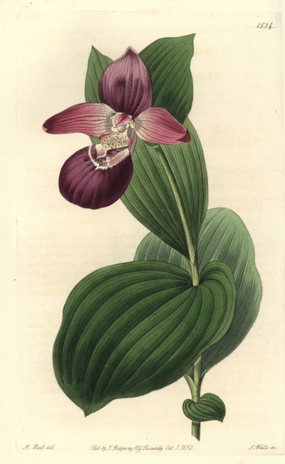 Orchid Clog of Venus - Large-flowered Cypripedium or Large-flowered Lady