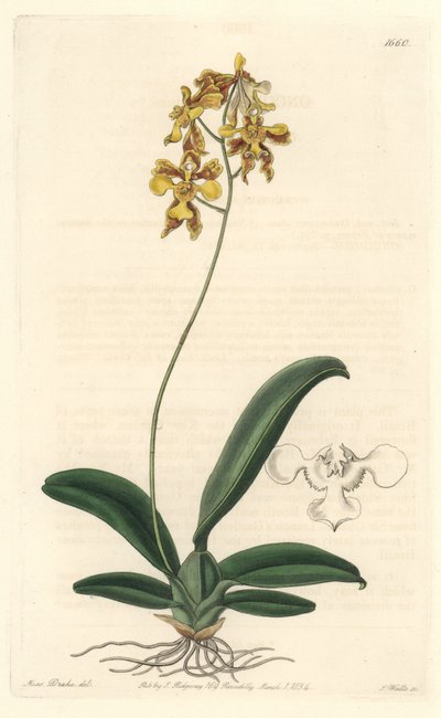 Orchid oncidium yellow, native to Brazil - Water forte by S. Watts from an illustration by Sarah Anne Drake, from the Botanical Register by Sydenham Teast Edwards