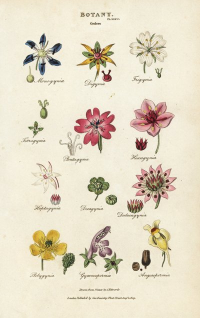Orders of flowers: Monogynia, Digynia, Trigynia, Pentagynia, etc. by Sydenham Teast Edwards
