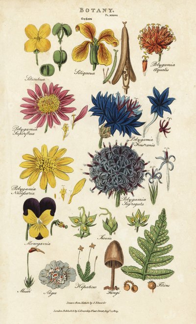 Orders of flowers: Siliculosa, Seliquosa, Polygamia, Monogamia, Filicus, Fungi, etc. by Sydenham Teast Edwards