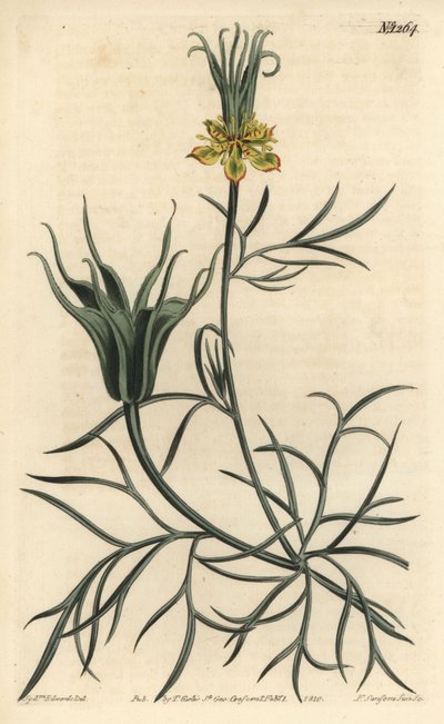 Oriental Fennel-flower by Sydenham Teast Edwards