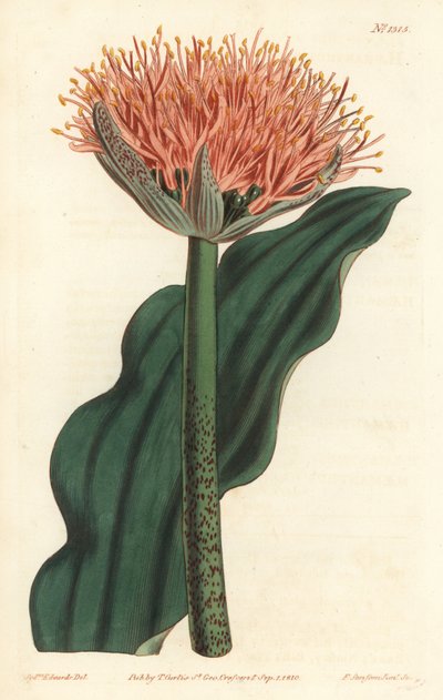 Paintbrush lily, Scadoxus puniceus (Wave-leaved bloodflower, Haemanthus puniceus) by Sydenham Teast Edwards