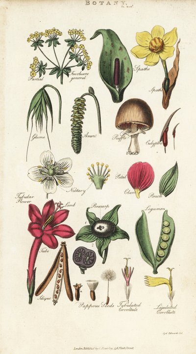 Parts of Flowers Including Petal, Nectary, Glume, Seed, Spathe, Bracte, Legumen, etc. by Sydenham Teast Edwards