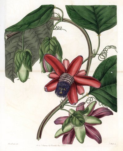Passion Variete - Engraved by S.Watts, from an illustration by Sarah Anne Drake, from the Botanical Register of Sydenham Edwards by Sydenham Teast Edwards